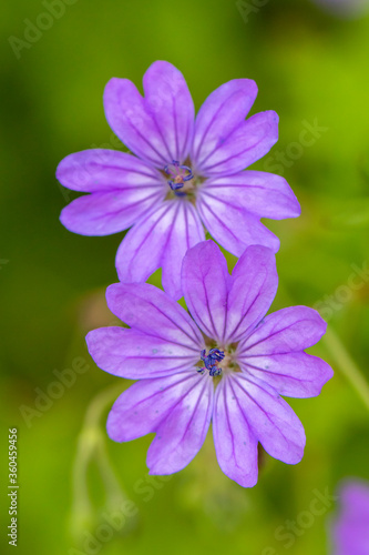 Purple flowers on blurred green background