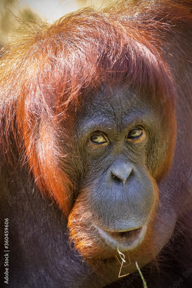 Pongo pygmaeus, big ape sitting in bright sunshine. Pongo pygmaeus, big ape sitting in bright sunshine.
