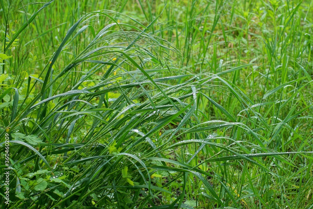 green long wet grass in drops of water on nature green long wet grass in drops of water on nature