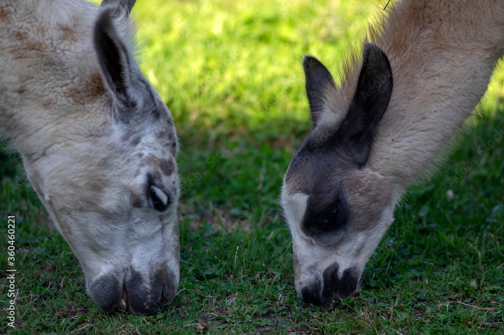 Young baby and adult llama Lama glama portrait, beautiful hairy animal with amazing big eyes, light cream brown white color Young baby and adult llama Lama glama portrait, beautiful hairy animal with amazing big eyes, light cream brown white color