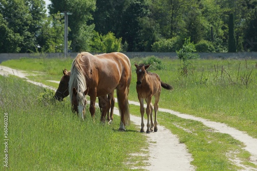 brown horses on a country road near green grass on the field