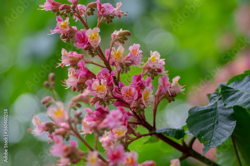 Aesculus carnea pavia red horse-chestnut flowers in bloom, bright pink flowering ornamental tree