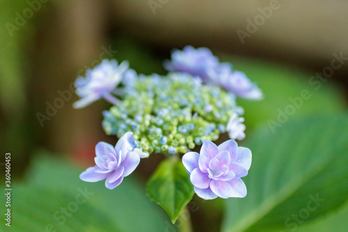 ガクアジサイ　高塔山公園　福岡県北九州市　Lacecap hydrangea Takatoyama park Fukuoka-ken Kitakyusyu city photo