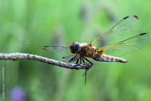 close up of a dragonfly © Иван Шкрибляк
