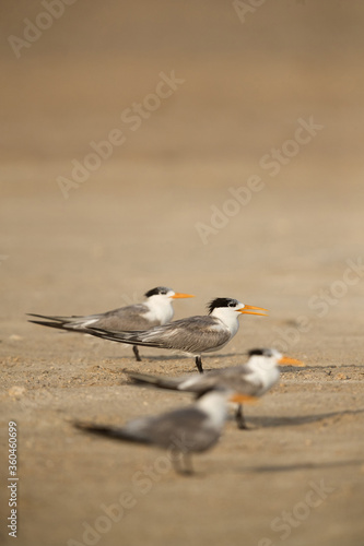 Greater Crested Terns at Busaiteen beach. Selective focus © Dr Ajay Kumar Singh