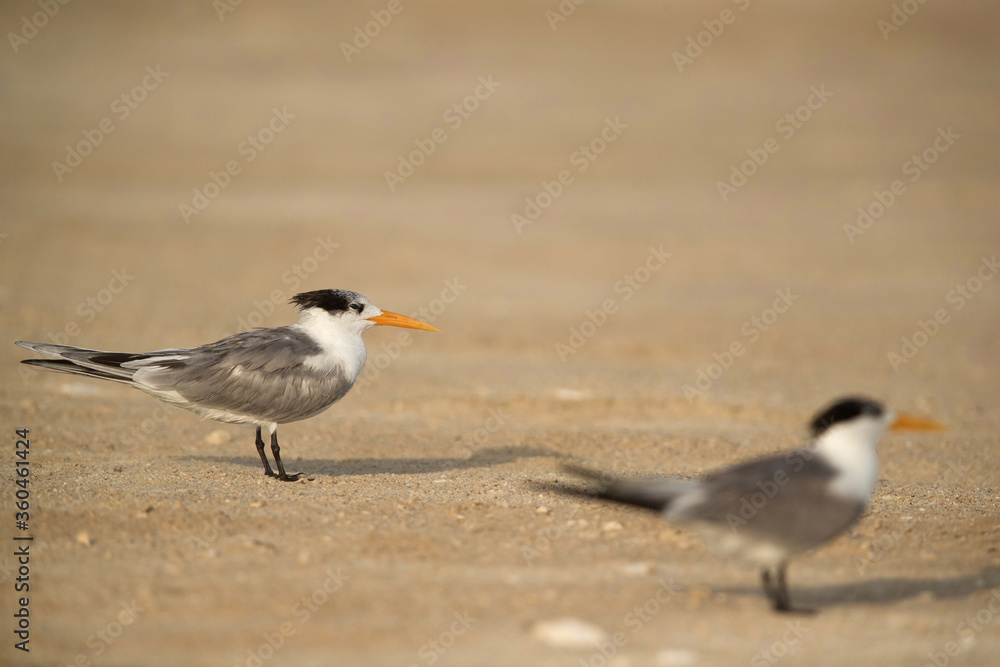 Greater Crested Terns, Bahrain. Selective focus Greater Crested Terns, Bahrain. Selective focus