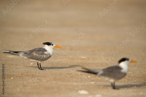 Greater Crested Terns, Bahrain. Selective focus © Dr Ajay Kumar Singh