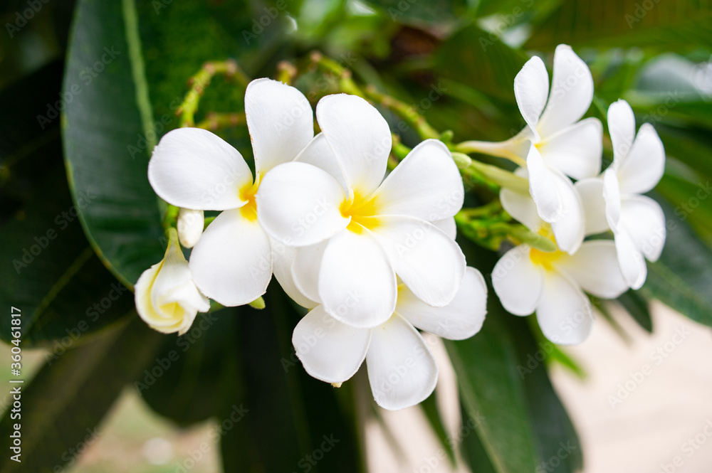 Plumeria flowers are beautiful and refreshing. Plumeria flowers are beautiful and refreshing.