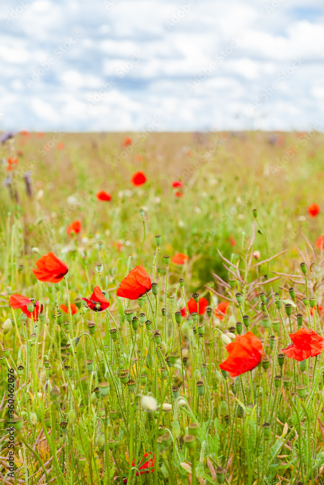 Fototapeta premium Wild red poppies and camomile on the green field in the north of France, Normandie. Bright flower blossom in June. Sunny day, blue sky, white clouds. Beautiful landscape.