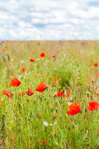 Wild red poppies and camomile on the green field in the north of France, Normandie. Bright flower blossom in June. Sunny day, blue sky, white clouds. Beautiful landscape.