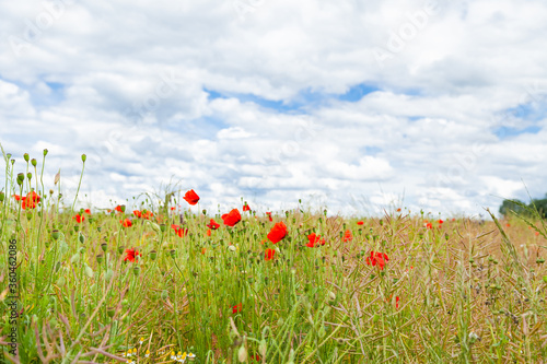 Wild red poppies and camomile on the green field in the north of France  Normandie. Bright flower blossom in June. Sunny day  blue sky  white clouds. Beautiful landscape.