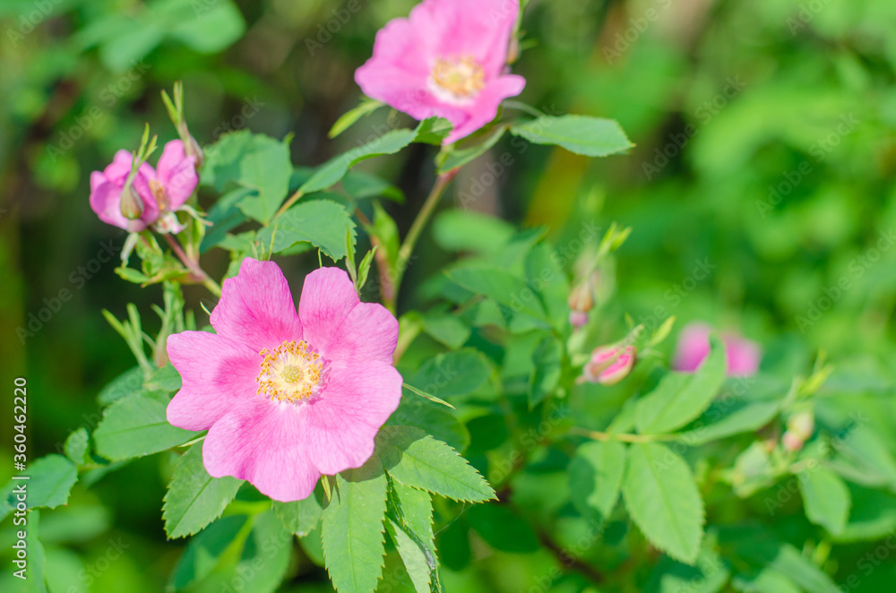 Pink Flowers of wild rose on a background of green leaves. summer village and aromatherapy concept. High quality photo Pink Flowers of wild rose on a background of green leaves. summer village and aromatherapy concept. High quality photo