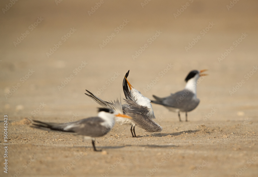 Obraz premium Greater Crested Tern preening, Bahrain