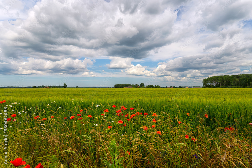 Red poppies and wildflowers on an agricultural field to the horizon. Sunny bright day with clouds in the sky. Latvia. Baltic state