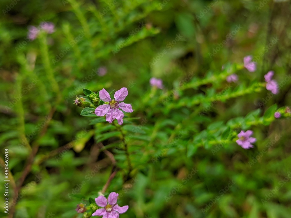 Obraz premium butterfly on a flower