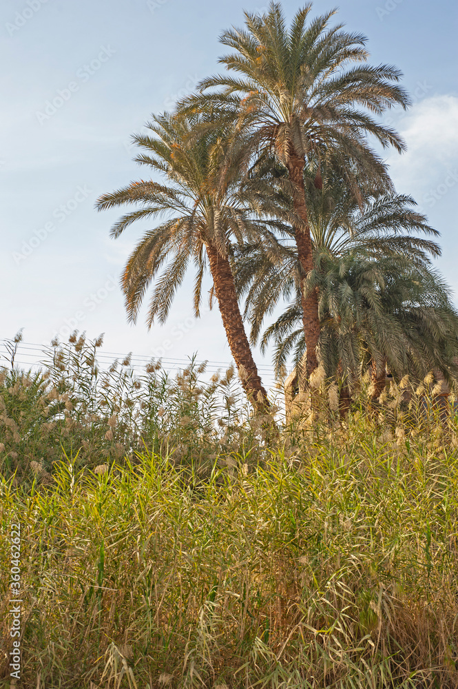 Date palm trees amongst grass reeds on river bank