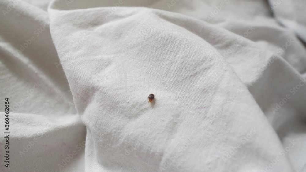 Bed bug crawling on bed linen