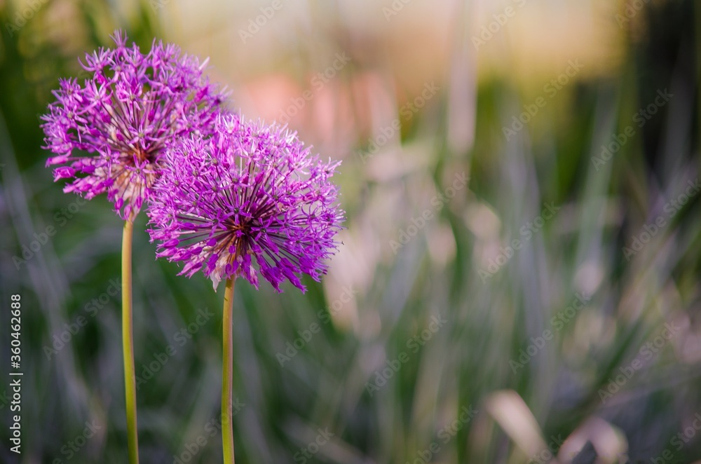 purple thistle flower in spring purple thistle flower in spring