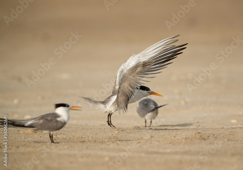 Greater Crested Tern takeoff © Dr Ajay Kumar Singh