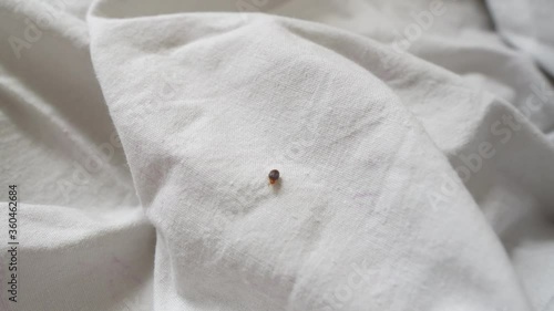 Bed bug crawling on bed linen photo