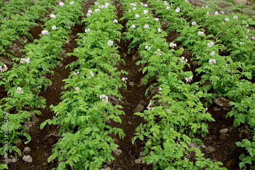 Green onions in the garden with the ground.