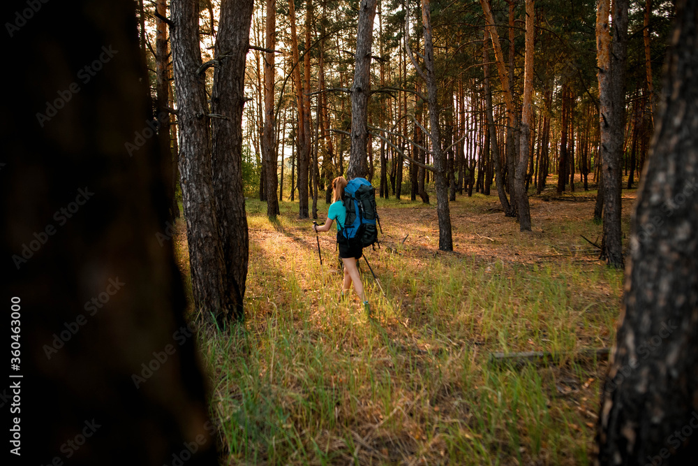 Obraz premium rear view of woman with backpack and sticks in her hands in the forest