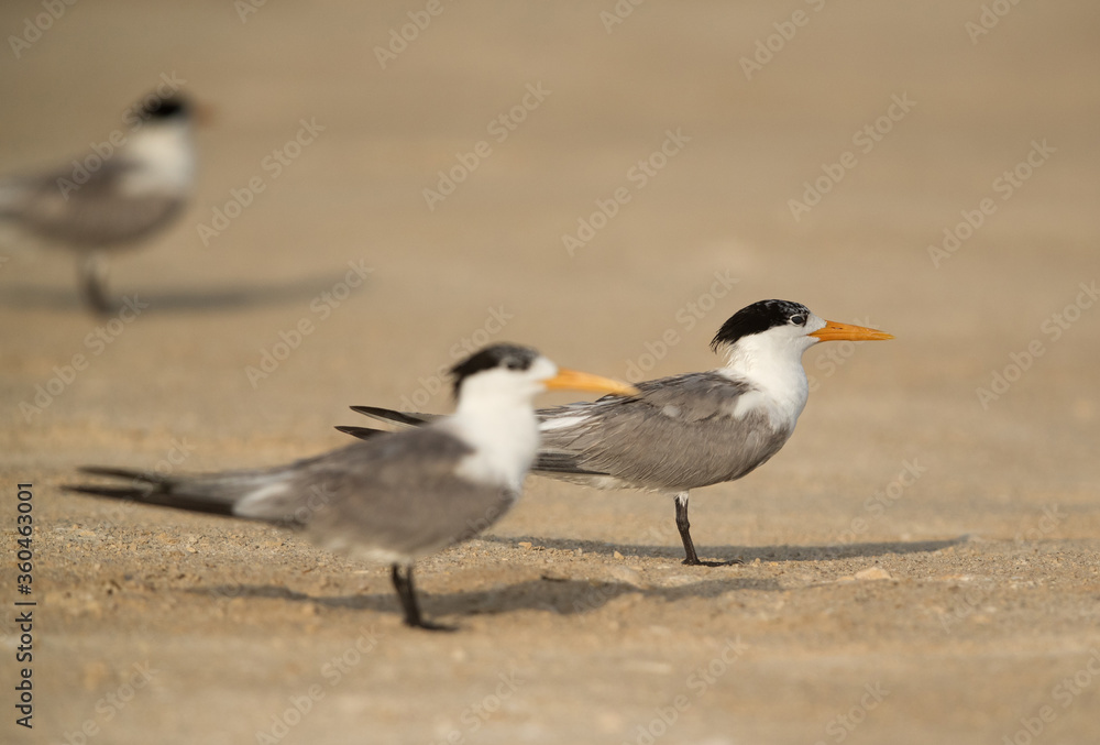 Greater Crested Terns. Selective focus on the second tern