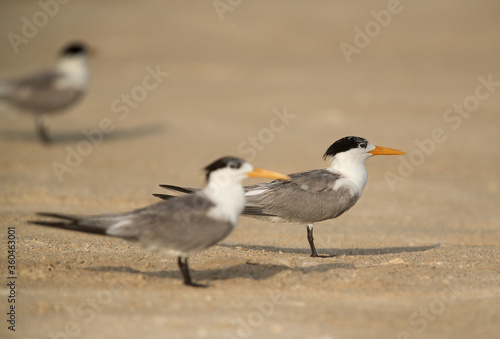 Greater Crested Terns. Selective focus on the second tern