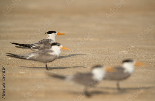 Greater Crested Terns at Busaiteen beach Bahrain. Selective focus on tern at the back