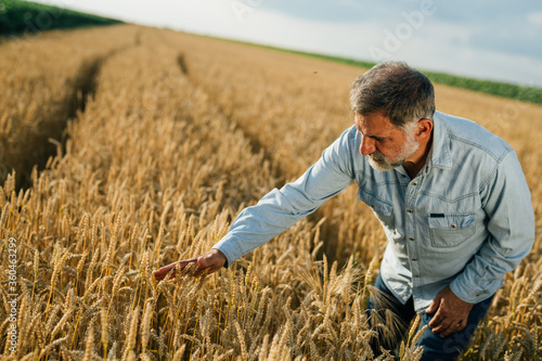 middle aged man in wheat filed © cherryandbees