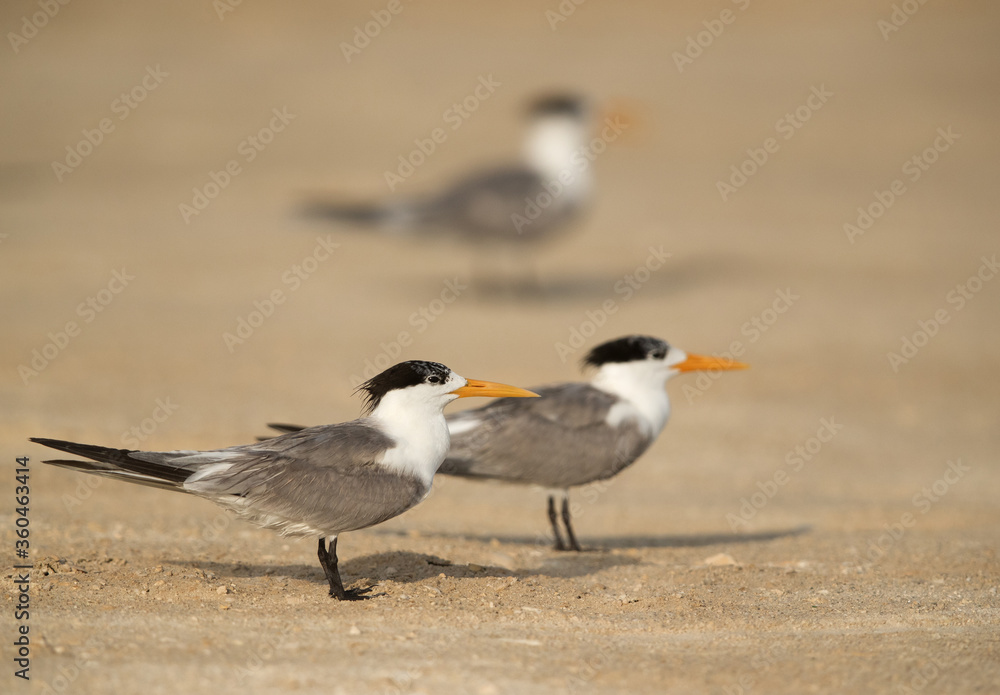 Greater Crested Terns Greater Crested Terns