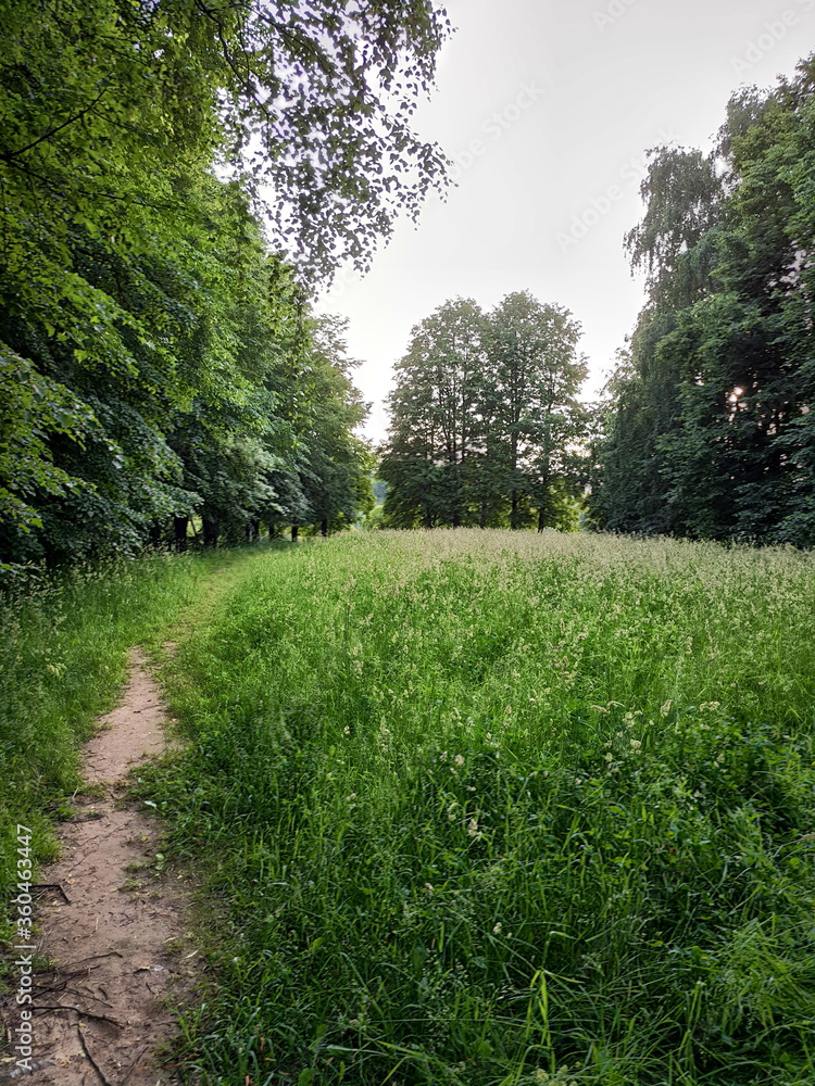 Obraz premium path in the garden