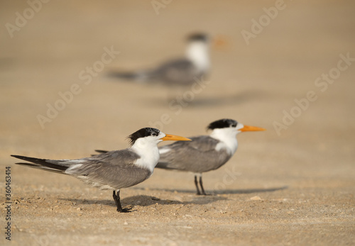 Greater Crested Terns © Dr Ajay Kumar Singh