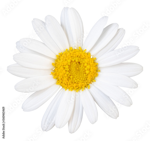 Beautiful white Daisy (Marguerite) isolated on white background, including clipping path. © Olaf Simon