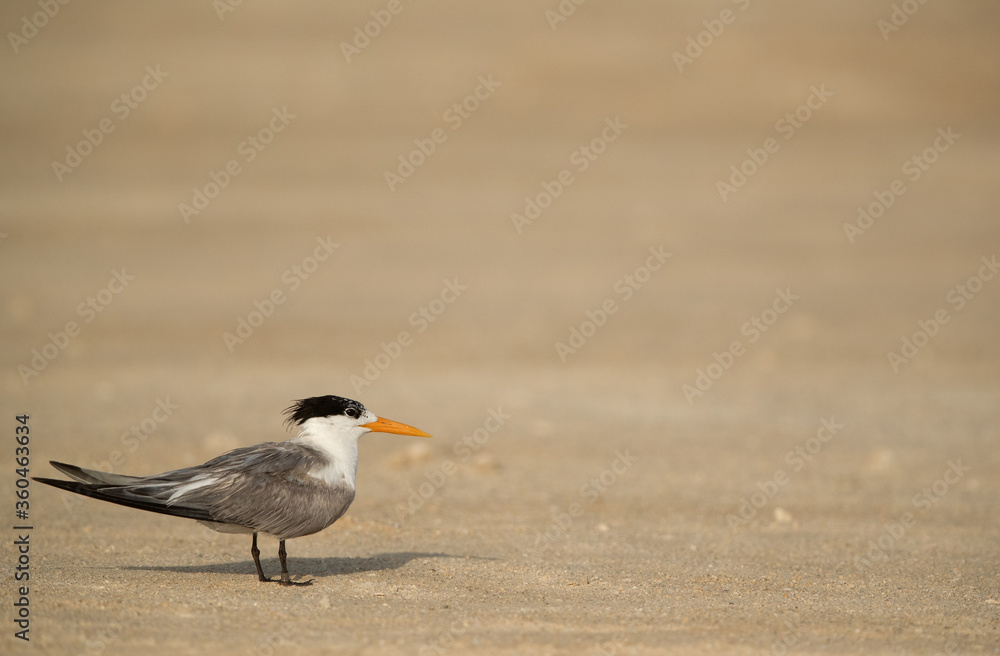 Greater Crested Tern Greater Crested Tern