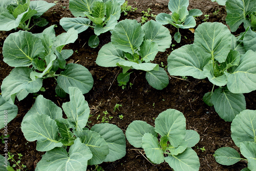 Naklejka premium Fresh herbs. Arugula, lettuce, parsley.