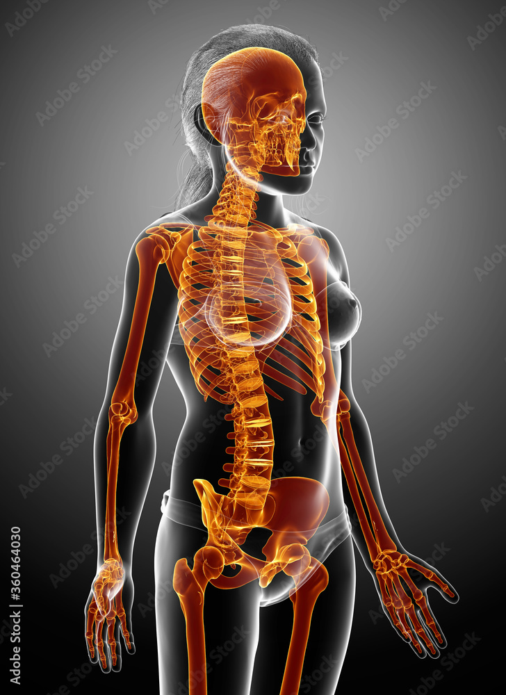 3d rendered, medically accurate illustration of a girl skeleton system high lighted 3d rendered, medically accurate illustration of a girl skeleton system high lighted