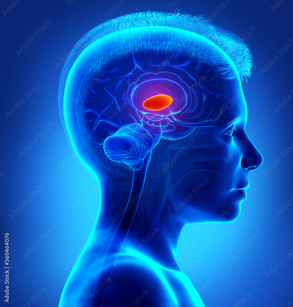 3d rendered medically accurate illustration of a young boy brain anatomy- the thalamus 3d rendered medically accurate illustration of a young boy brain anatomy- the thalamus