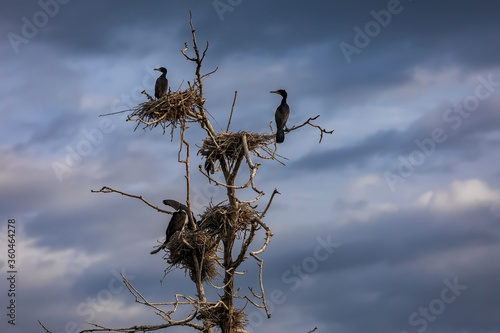 The great cormorants  Phalacrocorax carbo  in Bird sanctuary