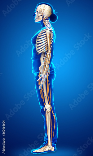 3d rendered medically accurate illustration ofa female nervous system and skeleton system © pixdesign123