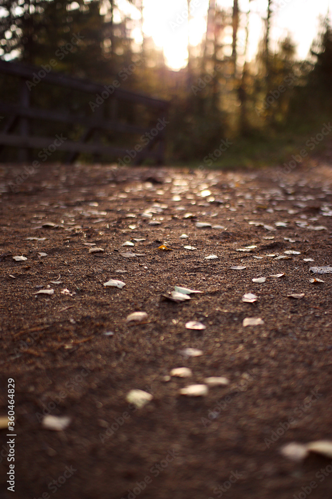Orange leaves on the ground. Sun is setting. Autumn evening. Orange leaves on the ground. Sun is setting. Autumn evening.