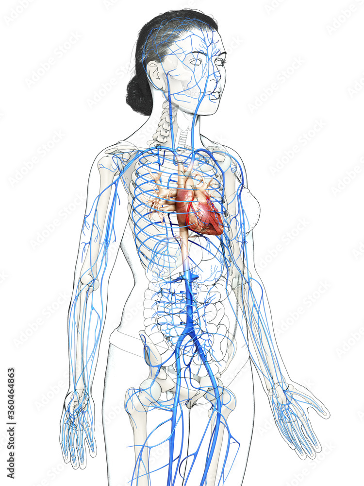 3d rendered medically accurate illustration of a female Veins anatomy 3d rendered medically accurate illustration of a female Veins anatomy