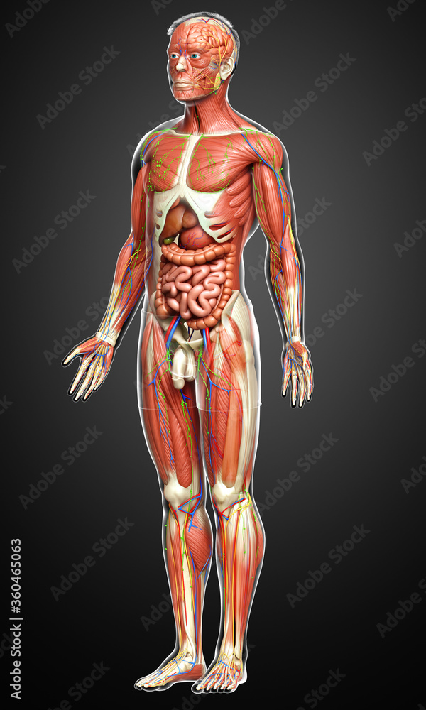 3d rendered medically accurate of the male anatomy 3d rendered medically accurate of the male anatomy