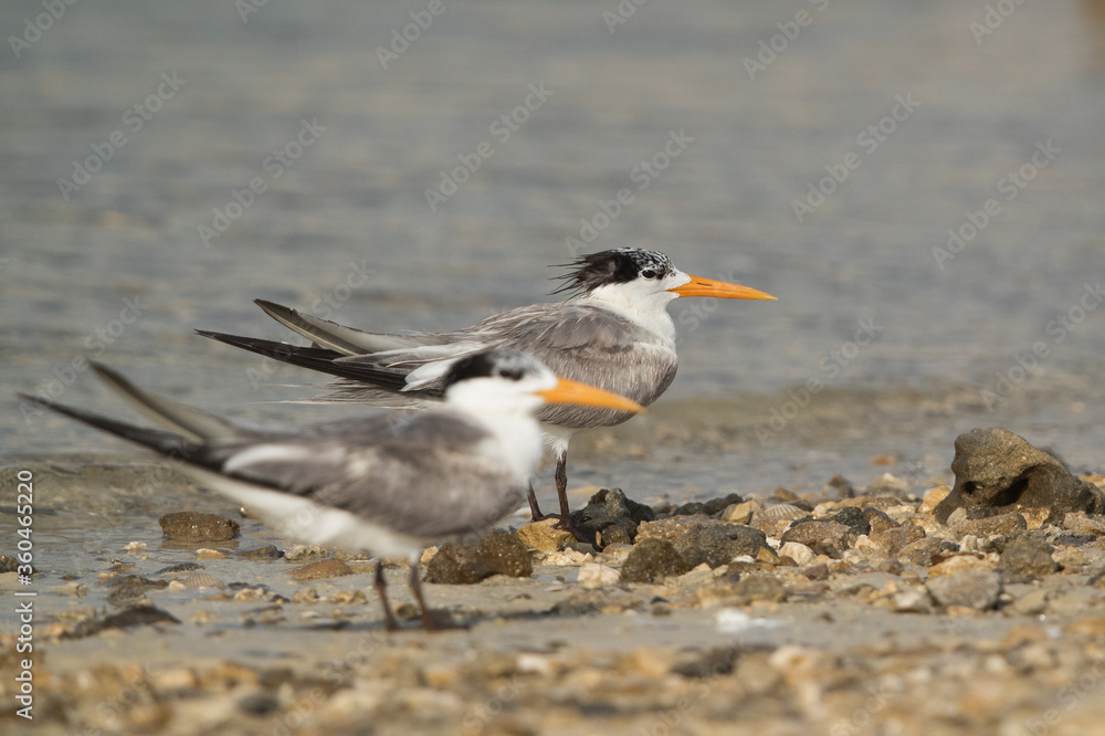 Greater Crested Terns, Bahrain. Selective focus