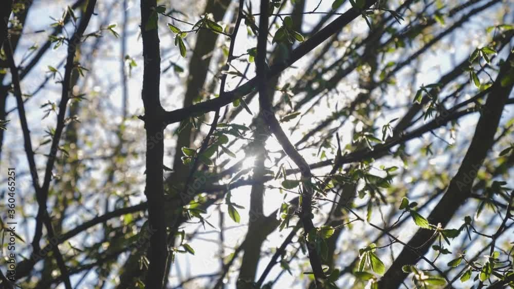 Sun beaming through the trees in the forest on a hot summers day Sun beaming through the trees in the forest on a hot summers day