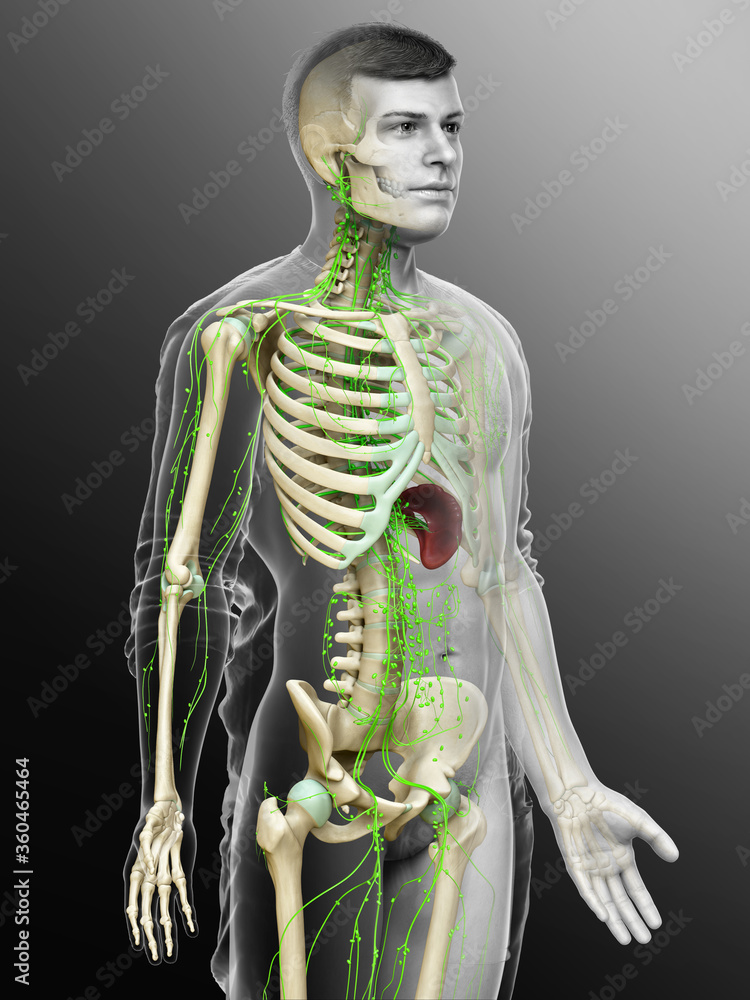 3d rendered medically accurate illustration of a male lymphatic system 3d rendered medically accurate illustration of a male lymphatic system