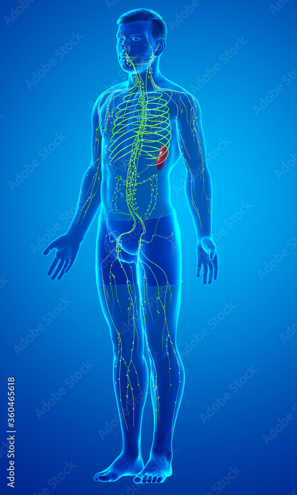 3d rendered medically accurate illustration of a male lymphatic system