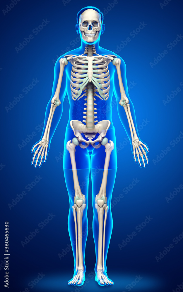 3d rendered, medically accurate illustration of a male skeleton system 3d rendered, medically accurate illustration of a male skeleton system