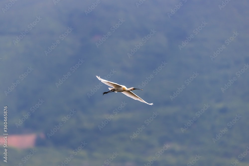 A Eurasian spoonbill in Bird sanctuary, on Lake Kerkini, Greece A Eurasian spoonbill in Bird sanctuary, on Lake Kerkini, Greece