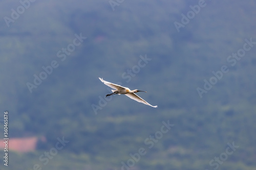 A Eurasian spoonbill in Bird sanctuary  on Lake Kerkini  Greece